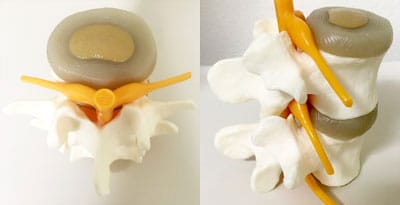 Normal-Spine-3D-Models